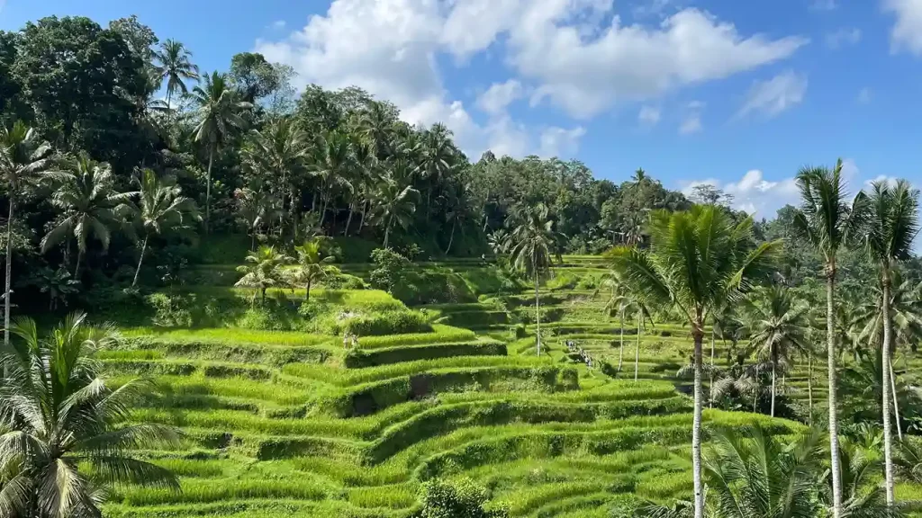 烏布德格拉朗梯田（Tegallalang）